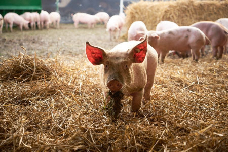 Ruhrtaler Freilandschwein in Essen