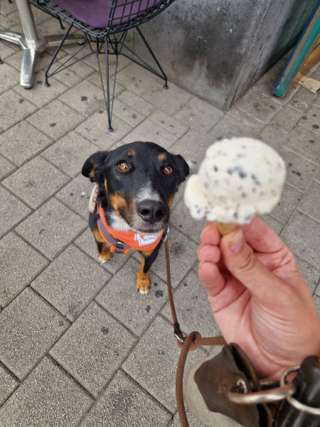 Mit dem Hund an einer Kulinarischen Schnitzeljagd teilnehmen