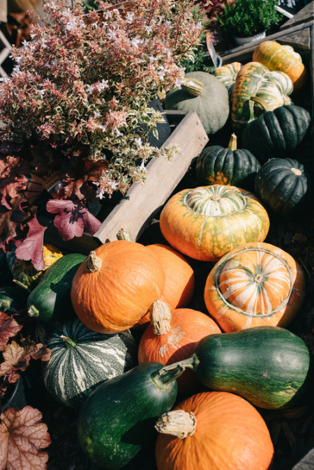 Bauernhofcafés, Hofläden & Obstpflücken rund um Düsseldorf